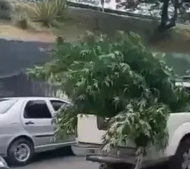 Quantidade de maconha apreendida impressiona em SG; vídeo