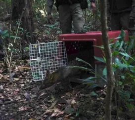 Cachorro-do-mato resgatado em São Gonçalo é devolvido para floresta