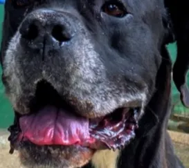 Cão baleado em megaoperação no Rio recebe alta