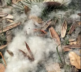 ENFOCO desvenda mistério do ‘algodão’ no chão de Niterói; vídeos