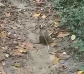 Gambá com filhotes é resgatada dentro de churrasqueira em Niterói