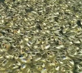 Lagoa de Niterói sofre com nova mortandade de peixes; vídeo