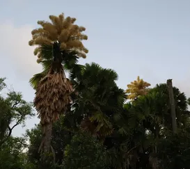 Palmeiras que florescem uma única vez enfeitam parque no Rio