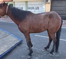 Quase 100 animais de grande porte fora das ruas de São Gonçalo