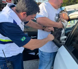 Vacinação de cães e gatos acontece neste sábado (25) em SG; confira locais