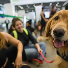 Animais em voos: STF suspende regras para transporte no Rio