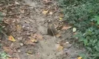 Os animais foram soltos no Parque da Cidade