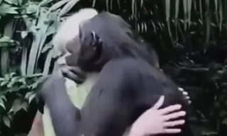 Imagem ilustrativa da imagem Abraço de chimpanzé em cientista emociona internautas; vídeo