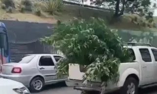 Imagem ilustrativa da imagem Quantidade de maconha apreendida impressiona em SG; vídeo