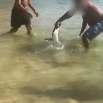 Imagem ilustrativa da imagem Banhista agarra pinguim e causa revolta em praia de Niterói