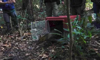 Imagem ilustrativa da imagem Cachorro-do-mato resgatado em São Gonçalo é devolvido para floresta