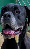 Imagem ilustrativa da imagem Cão baleado em megaoperação no Rio recebe alta