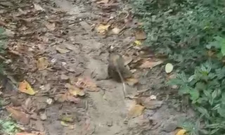 Imagem ilustrativa da imagem Gambá com filhotes é resgatada dentro de churrasqueira em Niterói