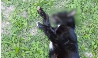 Imagem ilustrativa da imagem Gatos encontrados mortos com sinais de envenenamento em Niterói