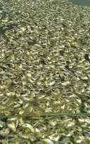 Imagem ilustrativa da imagem Lagoa de Niterói sofre com nova mortandade de peixes; vídeo