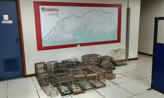 Imagem ilustrativa da imagem Mais de 30 aves mantidas em cativeiro são resgatadas em Maricá