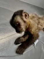 Imagem ilustrativa da imagem Morre macaca que foi baleada na Zona Sul do Rio