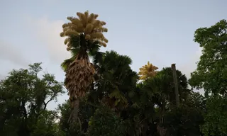 Imagem ilustrativa da imagem Palmeiras que florescem uma única vez enfeitam parque no Rio