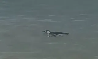 Imagem ilustrativa da imagem Pinguim é flagrado em praia de Niterói e surpreende alunos