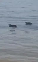 Imagem ilustrativa da imagem Pinguins tiram onda em Niterói e surpreendem banhistas; vídeo