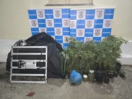 Imagem ilustrativa da imagem Polícia descobre plantação de maconha em casa de Niterói