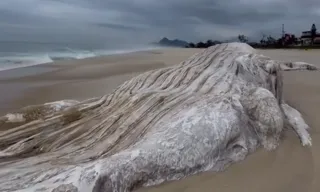 Imagem ilustrativa da imagem Vídeo: baleia é achada morta e encalhada em praia de Maricá