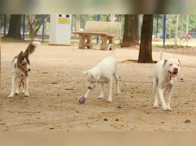Após o pré-agendamento, será necessário comparecer pessoalmente ao Centro de Controle Populacional de Animais Domésticos (CCPAD), na terça-feira (10)