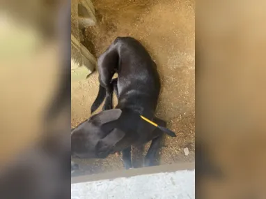 Imagem ilustrativa da imagem Crueldade em Niterói: cadela é ferida por 'flecha'