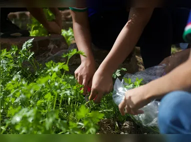 Imagem ilustrativa da imagem Da terra para a merenda: escola cultiva horta comunitária em Niterói