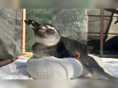 Imagem ilustrativa da imagem Onda de pinguins nas praias do Rio exige atenção; saiba como ajudar