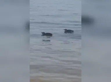 Imagem ilustrativa da imagem Pinguins tiram onda em Niterói e surpreendem banhistas; vídeo