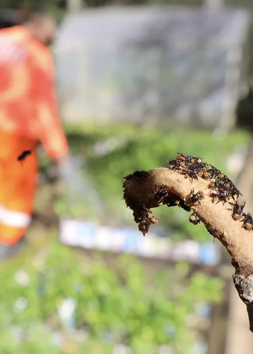 Objetivo é recuperar áreas verdes e fortalecer o equilíbrio ecológico da cidade