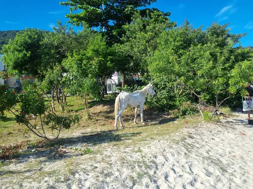 Cavalo ficou preso e exposto ao calor