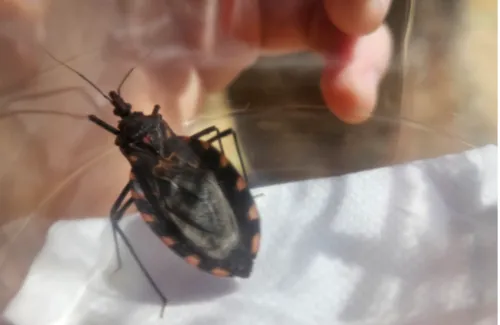 Triatoma vitticeps achado pelo biólogo estava contaminado