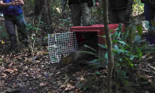 Animal foi resgatado dentro de um supermercado em Alcântara