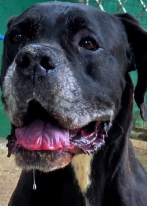 Já em casa, o cão se recupera bem, de acordo com o tutor