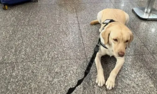 Mesmo com a liminar, a TAP se recusou a permitir o embarque do animal