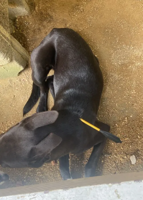 O animal ficou com dificuldades para se mover