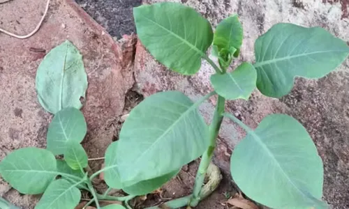 A familía teria refogado a planta, como uma couve, e servido no almoço