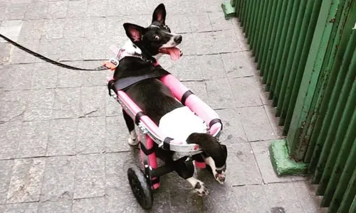 Lindinha era considerada pela família uma cachorra forte, alegre e companheira