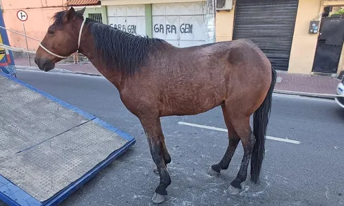 Animais de grande porte soltos colocam em risco a segurança de motoristas e pedestres