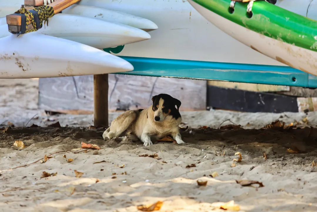 Cachorros ficam espalhados pela praia