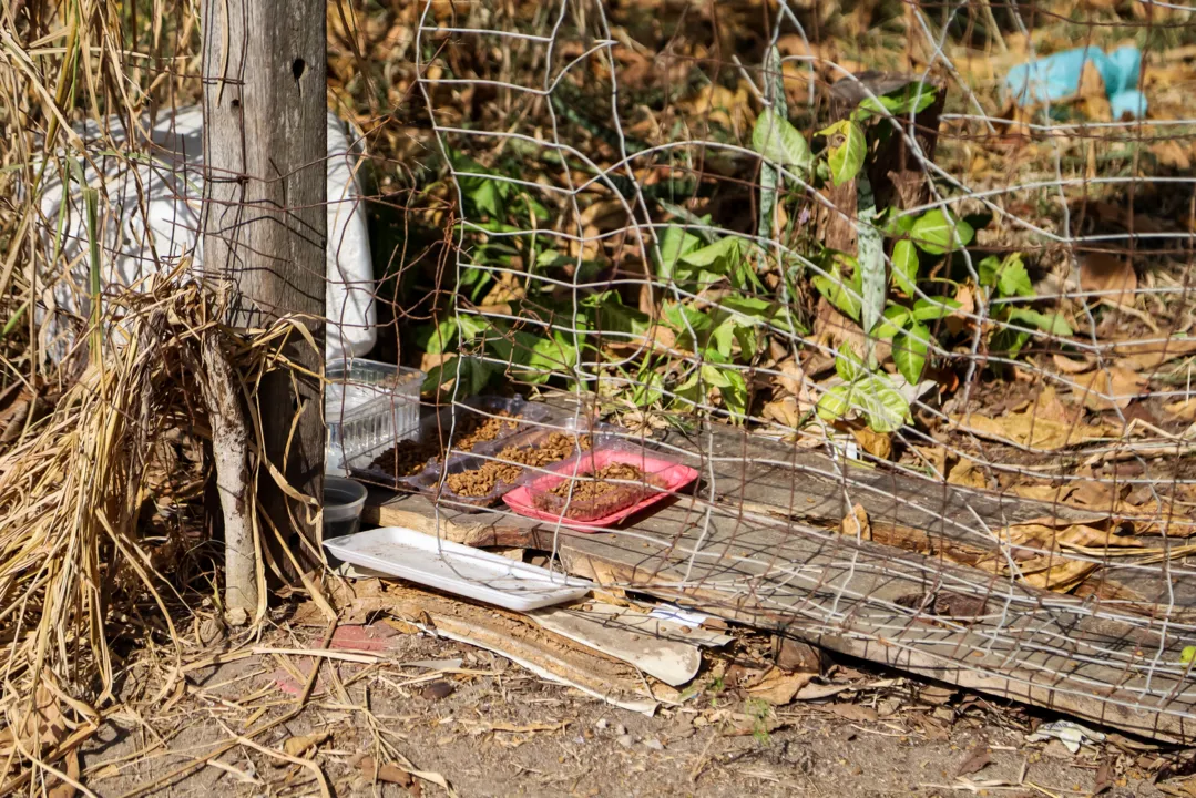 Algumas pessoas botam comida e água para os animais