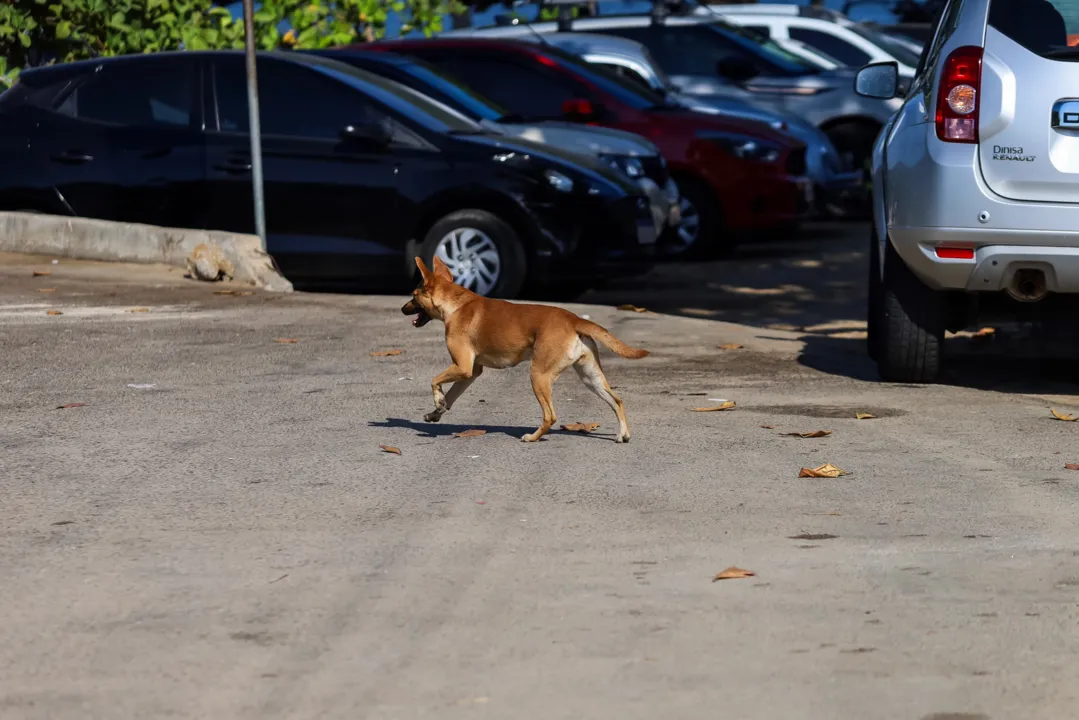 Alguns atacam moradores pela manhã, ao cruzarem o estacionamento da praia