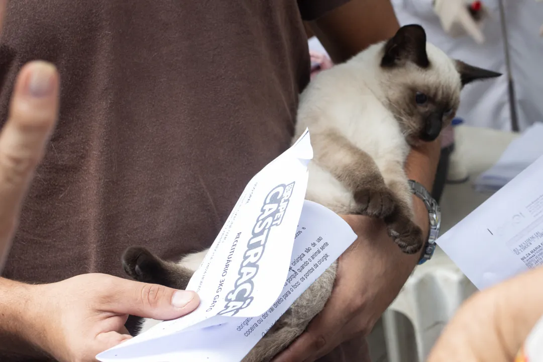 Castração de animais de graça no Mercado Municipal de Niterói