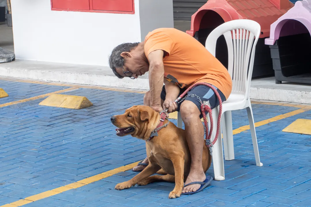 Castração de animais de graça no Mercado Municipal de Niterói