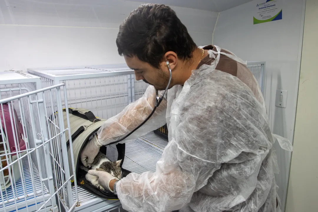 Castração de animais de graça no Mercado Municipal de Niterói