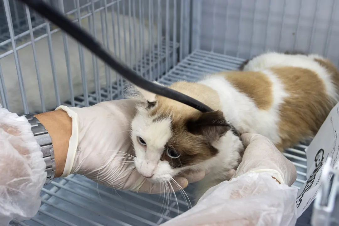 Castração de animais de graça no Mercado Municipal de Niterói