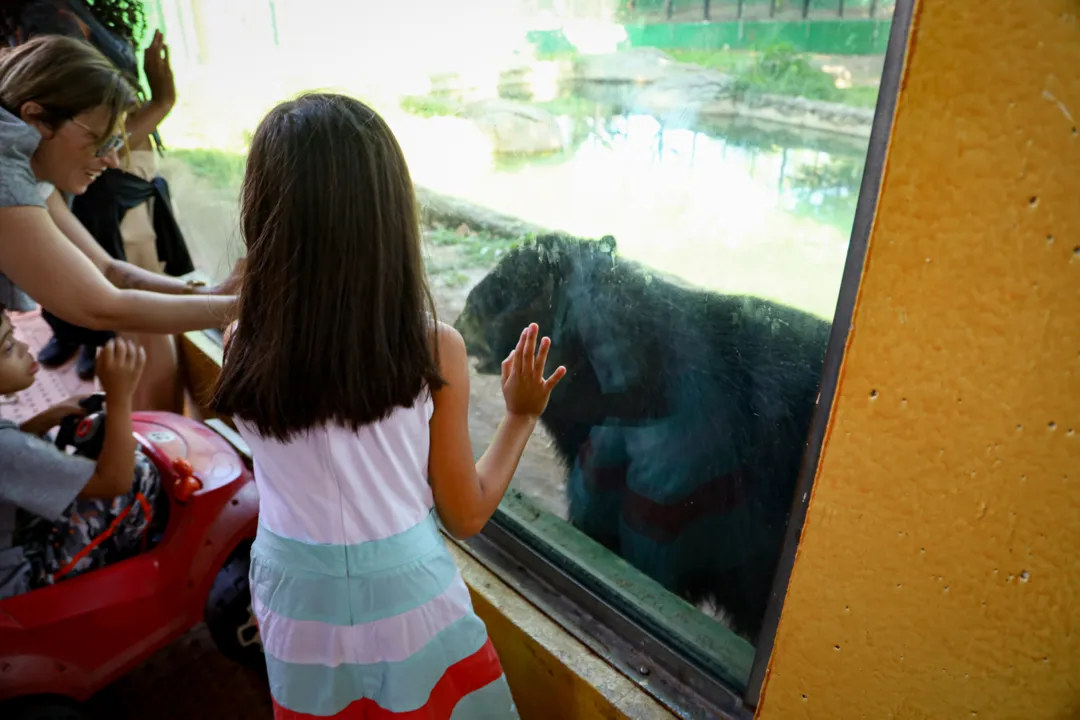 Crianças olham urso-de-óculos