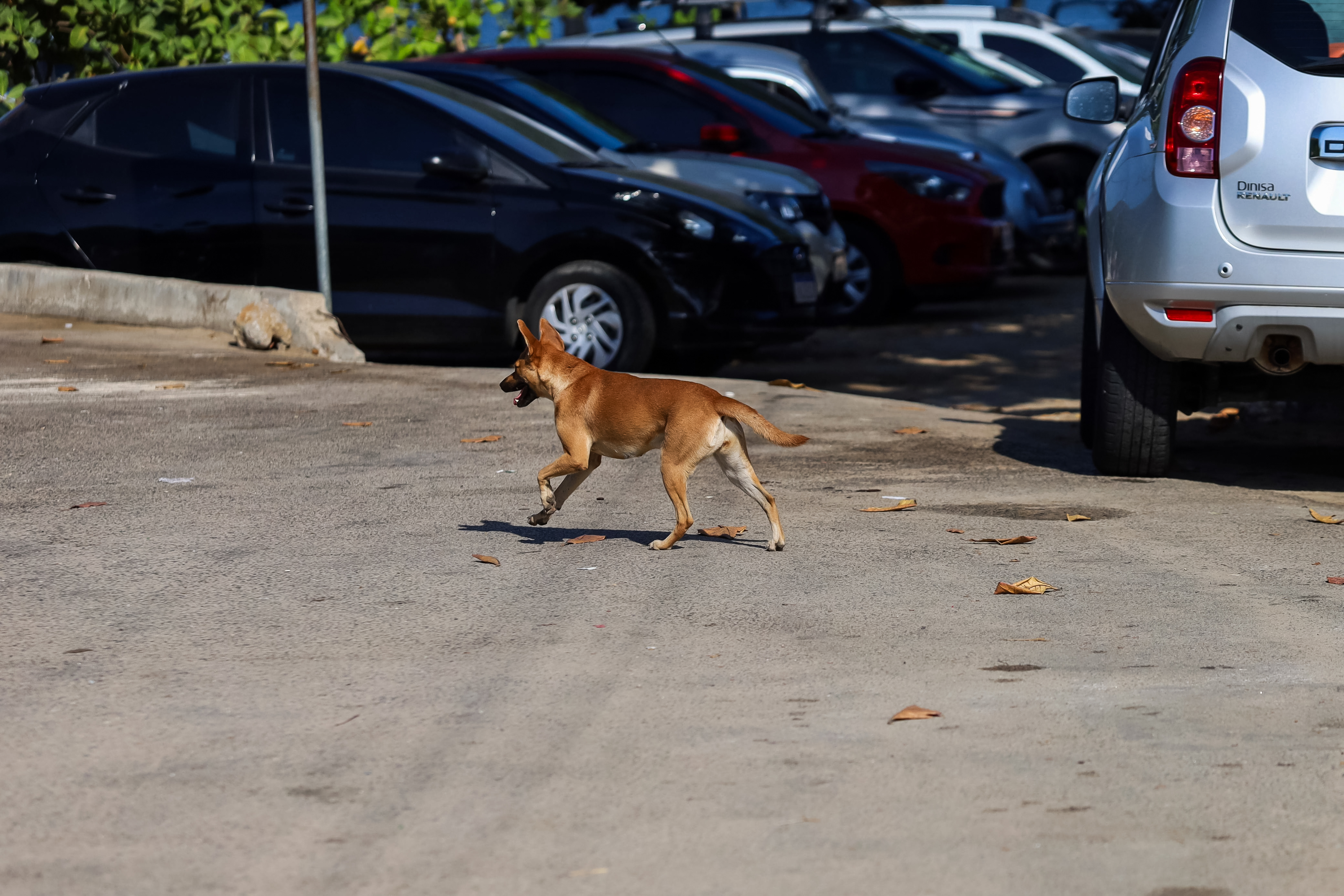 Alguns atacam moradores pela manhã, ao cruzarem o estacionamento da praia